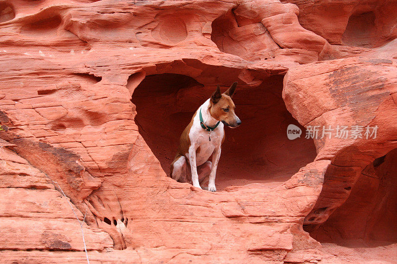 一只小狗从山洞里向外看