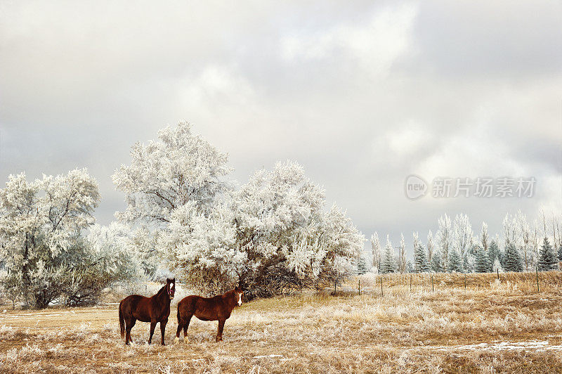 初霜——乡村明信片上的风景