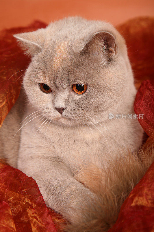 英国银灰色的猫在红色的纺织品上拿着羽毛