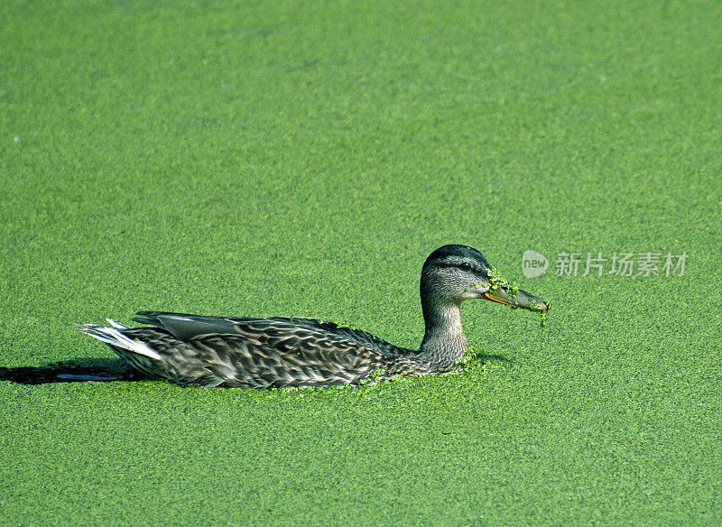 叼着海藻的鸭子在池塘里游泳