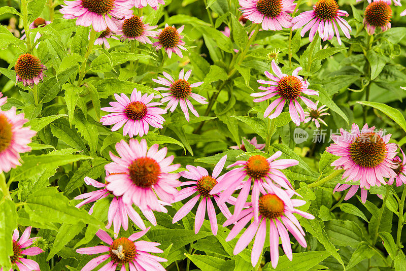 美丽的花坛花紫锥菊，松果花，蜜蜂特写