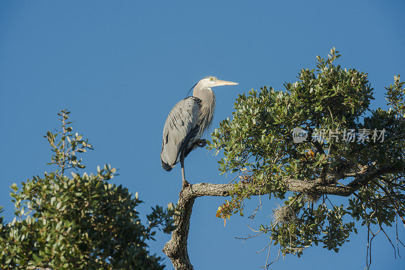灰鹭栖息在市中心奥兰多湖Eola公园的树顶