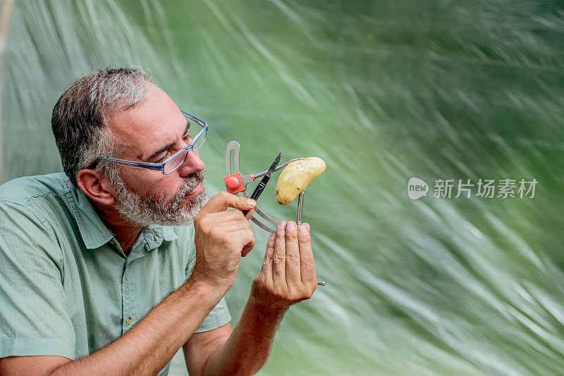 马铃薯作物的生物实验