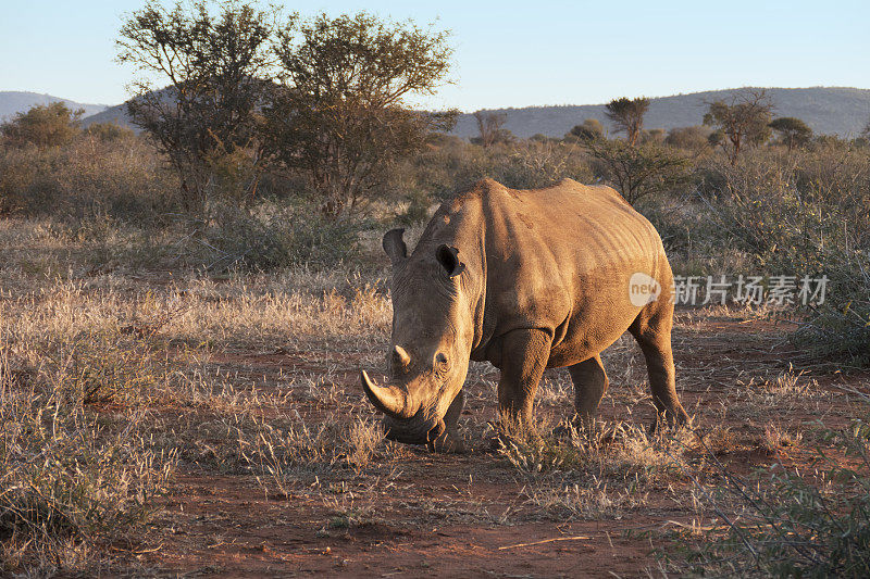 南非马迪克威野生动物保护区的白犀牛