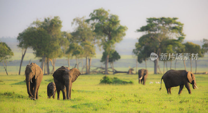 Safari象风景