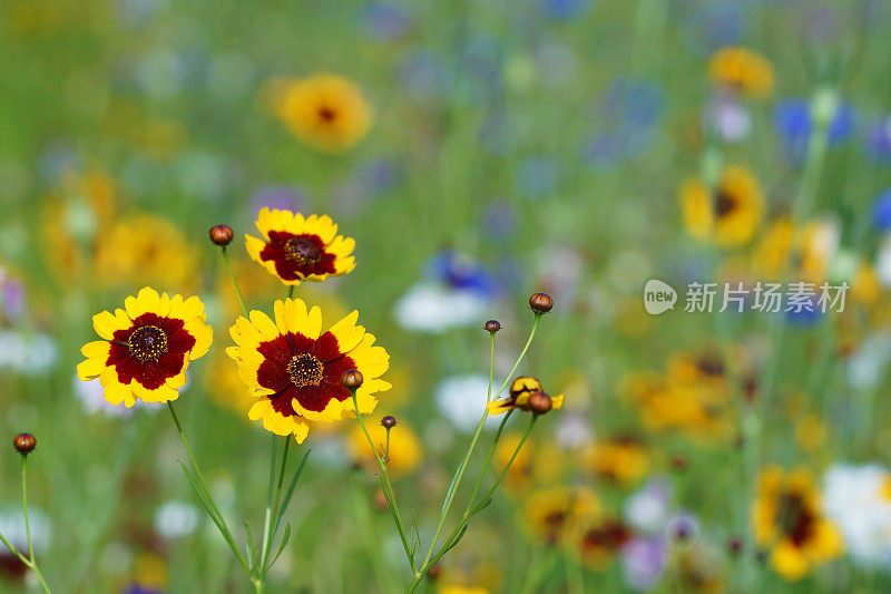 黄花植物野外特写