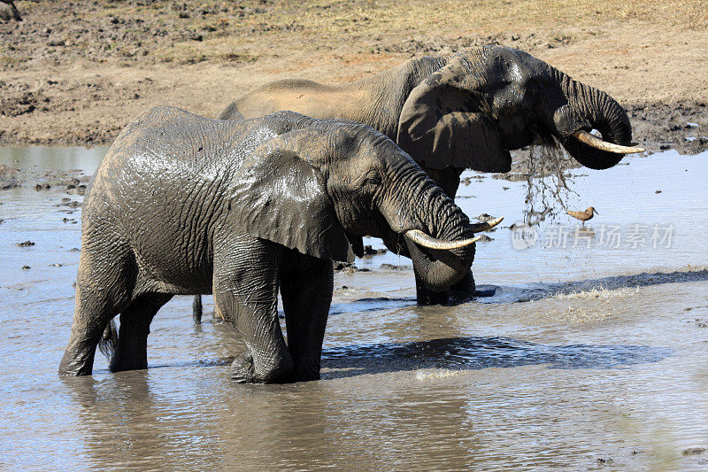 南非克鲁格公园的非洲象
