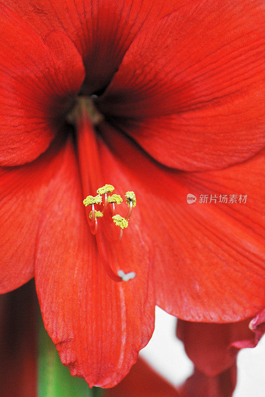 红孤挺花(Hippeastrum)