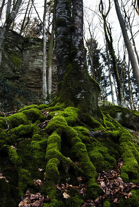 艾菲尔森林的树根上覆盖着苔藓