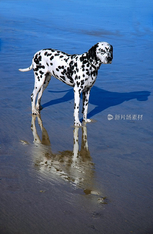 海滩上的狗狗