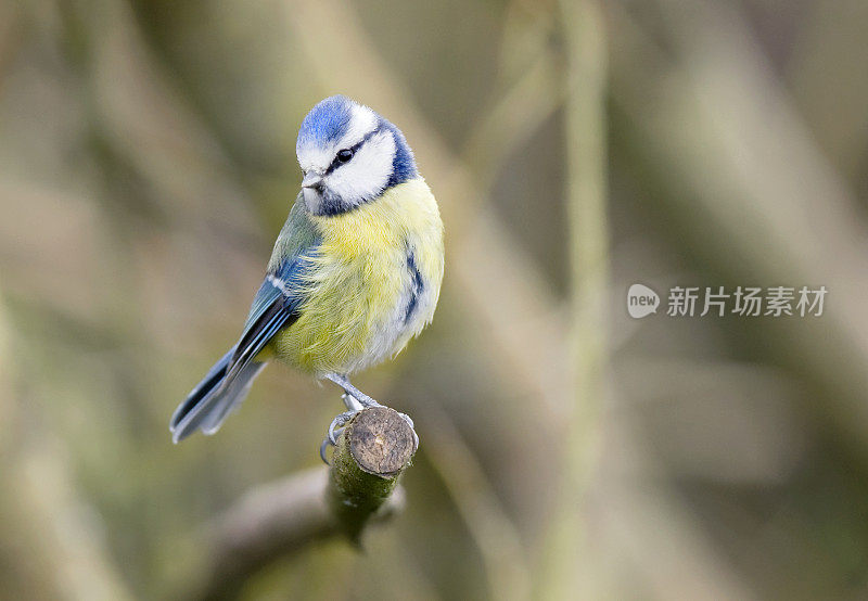 蓝山雀(青翠鸟)