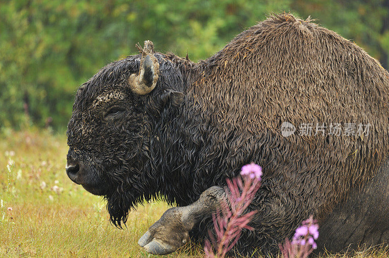 雄性野牛