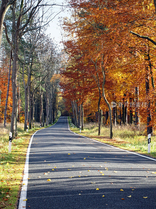 乡间小路上有五颜六色的山毛榉树在秋天的时候