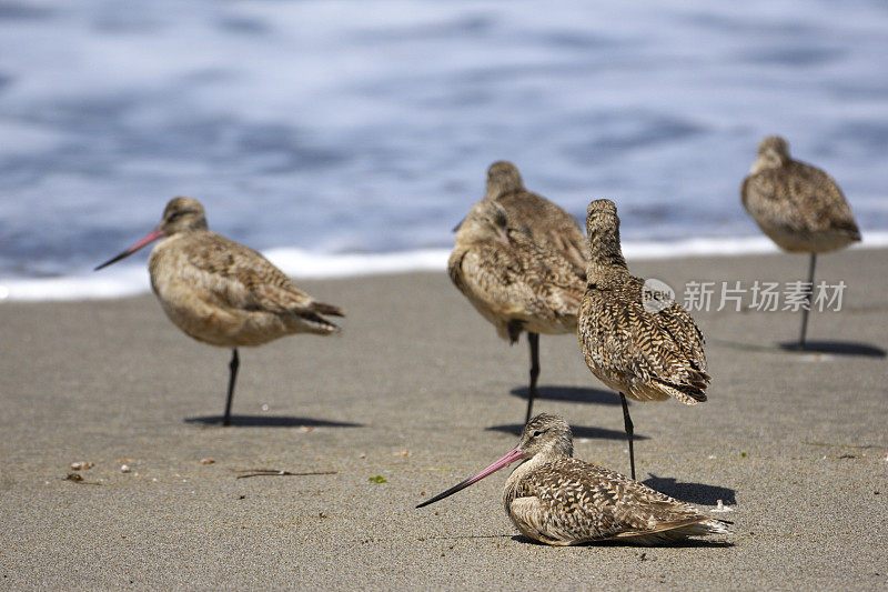 沙滩上的大理石Godwit