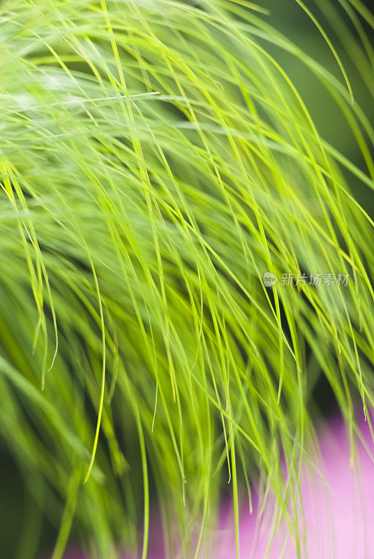 埃及纸莎草“图坦卡蒙王”草植物-二