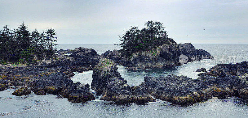 温哥华岛的海景和岩石上的树木