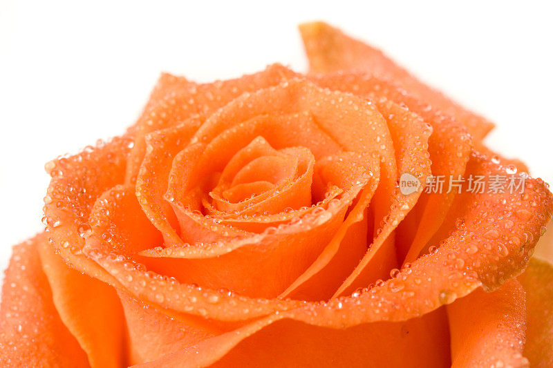 露水落在橙色的玫瑰上