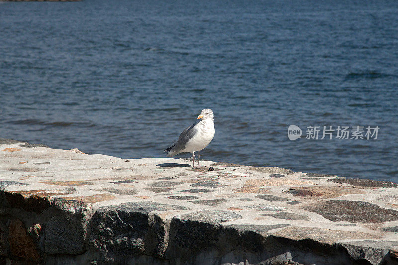 一只海鸥