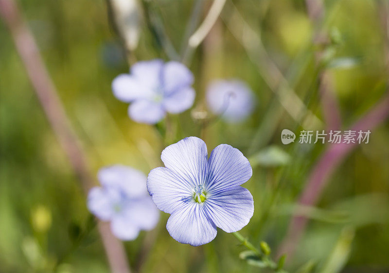 亚麻(亚麻属植物usitatissimum)