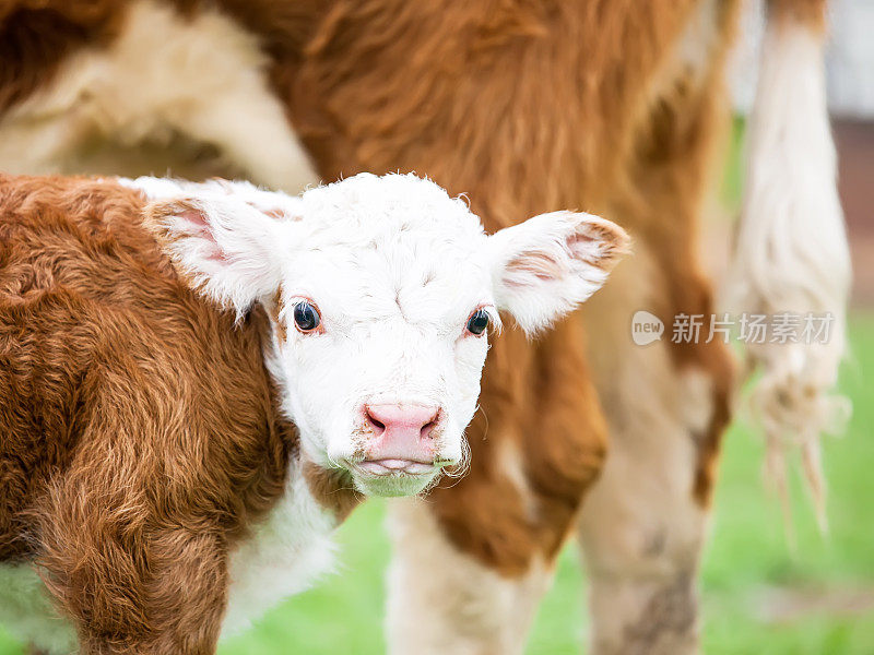 赫里福德小腿