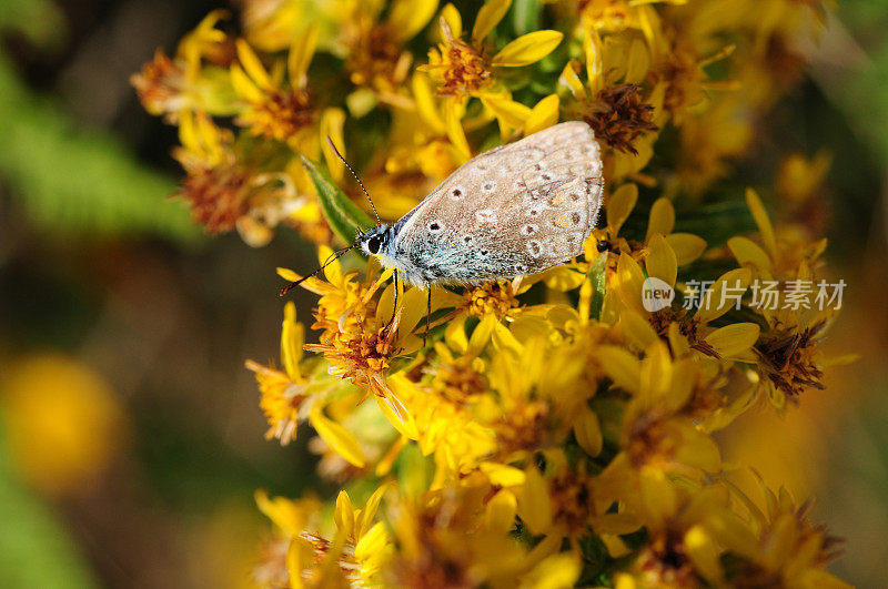 普通的蓝蝶，英国