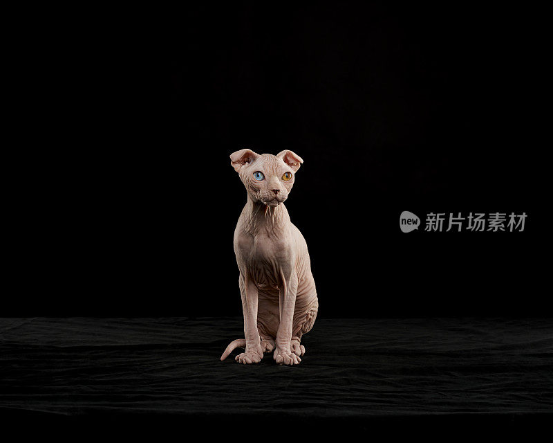 Sphynx猫