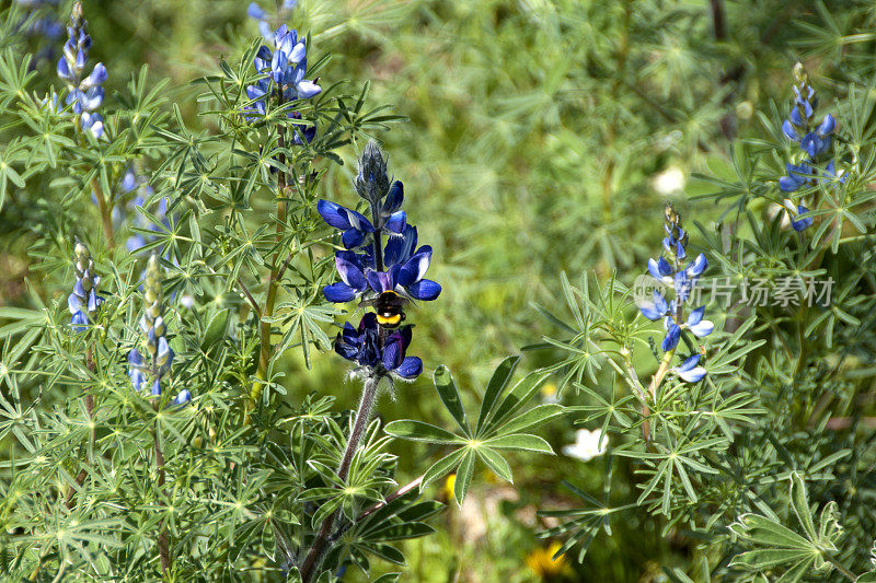 薰衣草和蜜蜂