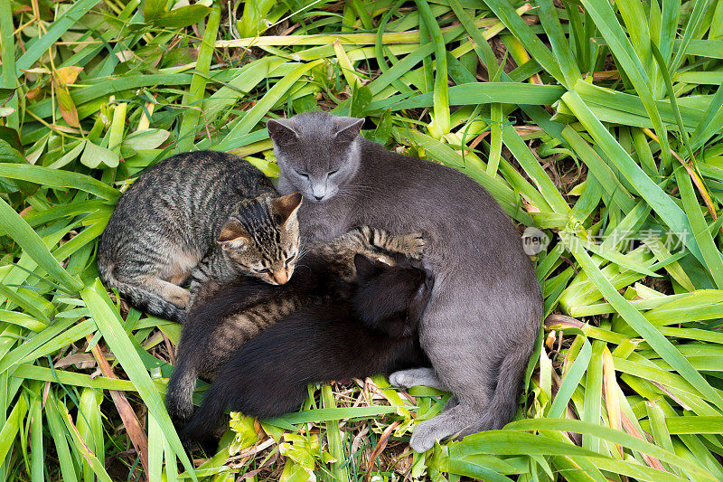 小猫喂食