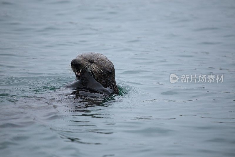 海獭