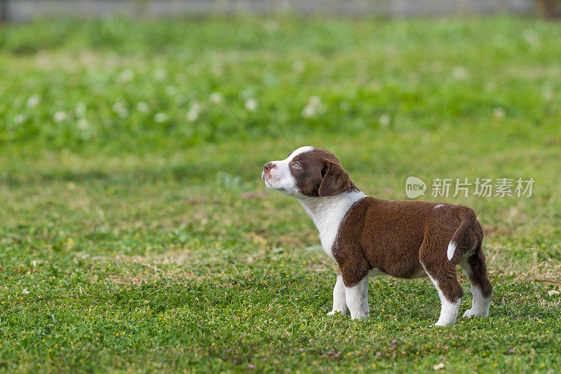 碧绿草地上的小猎犬