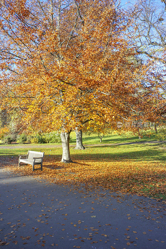 秋天的时候，英国伦敦公园里空荡荡的长椅