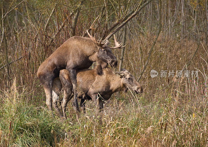 欧洲麋鹿的交配