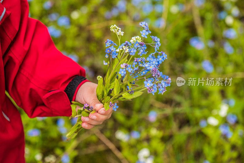 孩子捧着一束勿忘我的花