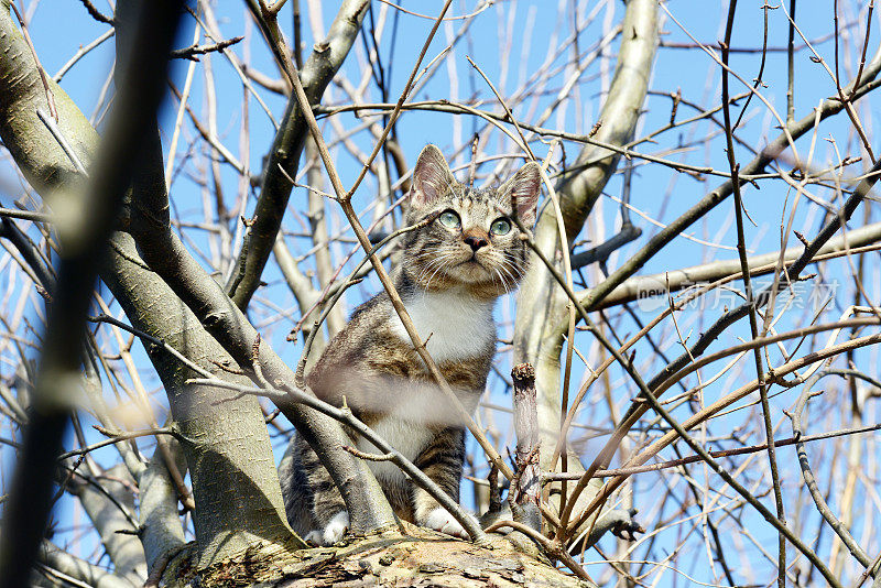 一只猫想在苹果树上捉鸟