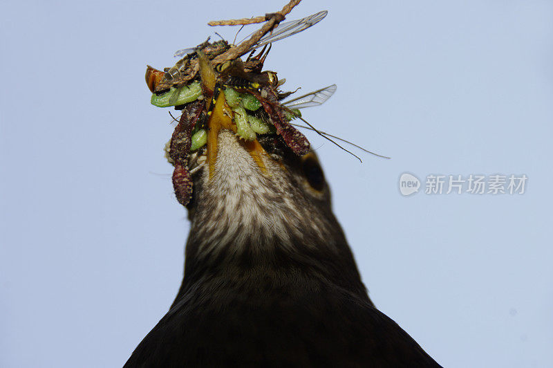 黑鸟提供食物