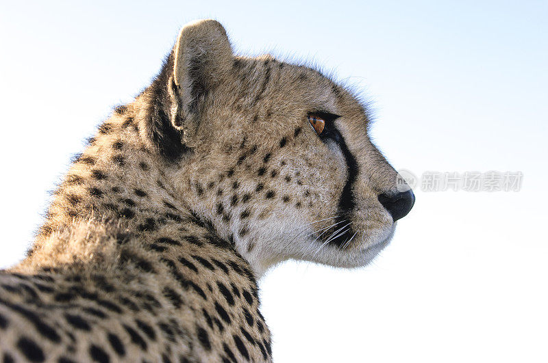 野生猎豹坐在Safari车顶的特写