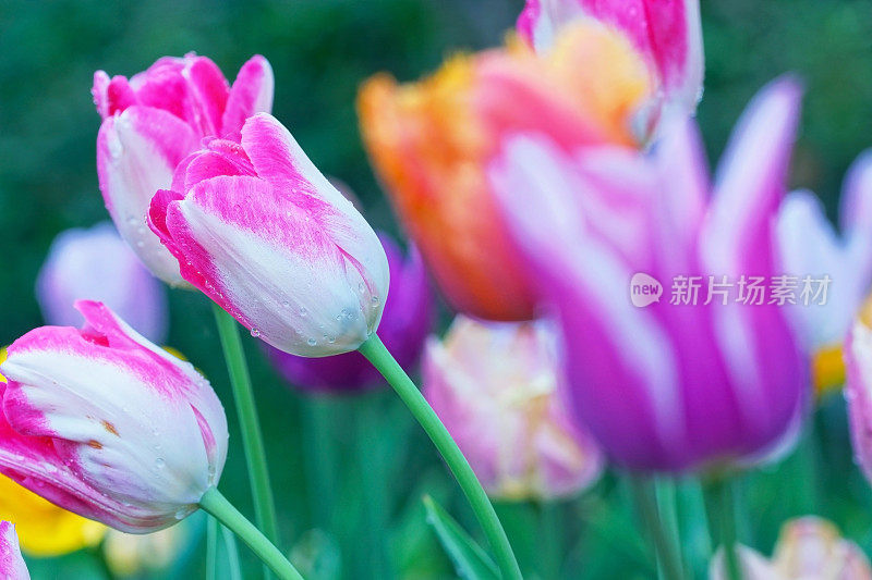 郁金香的雨滴