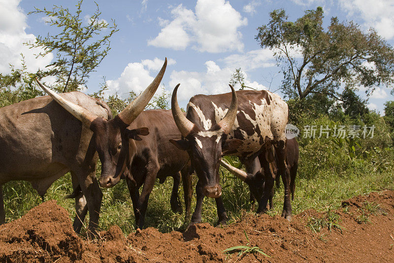 乌干达路边的牛