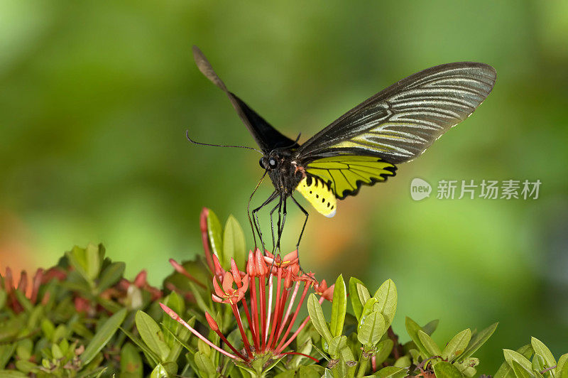 黄金birdwing蝴蝶