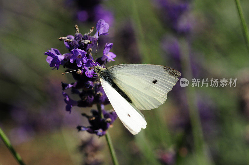 小白蝴蝶，英国