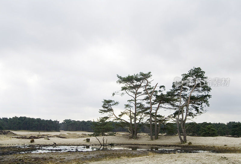 荷兰景观:苏格兰松沙丘(Soesterduinen)