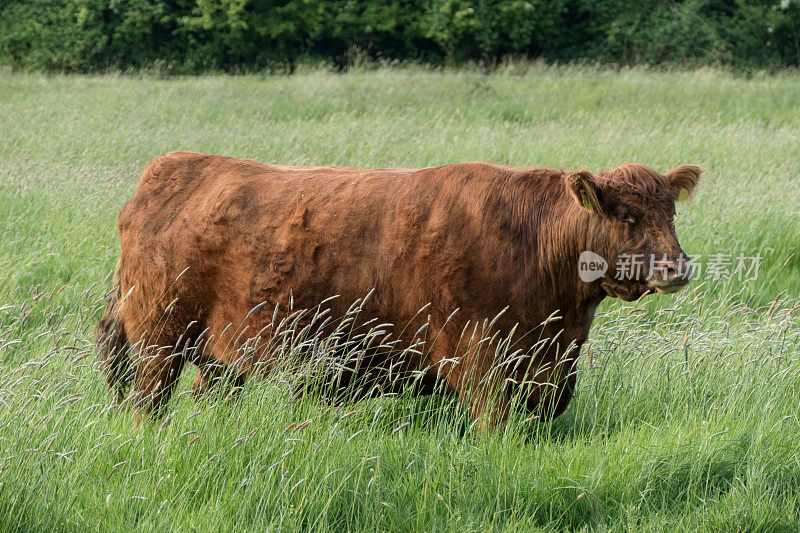 近距离看草丛中的棕色奶牛