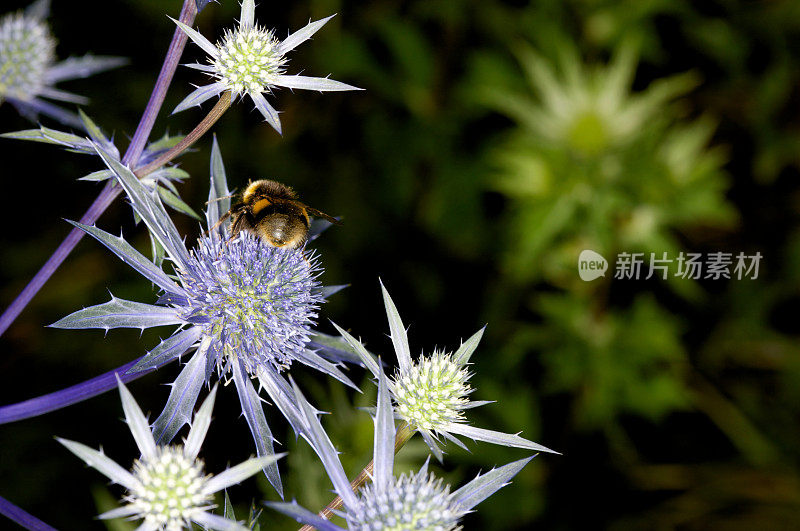 大黄蜂在尖蓝紫花上