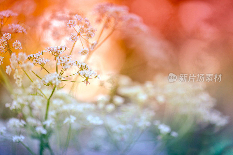 欧芹特写