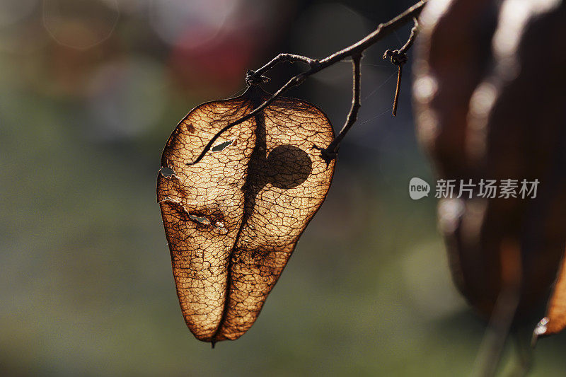 种子内的中国灯笼印度雨树