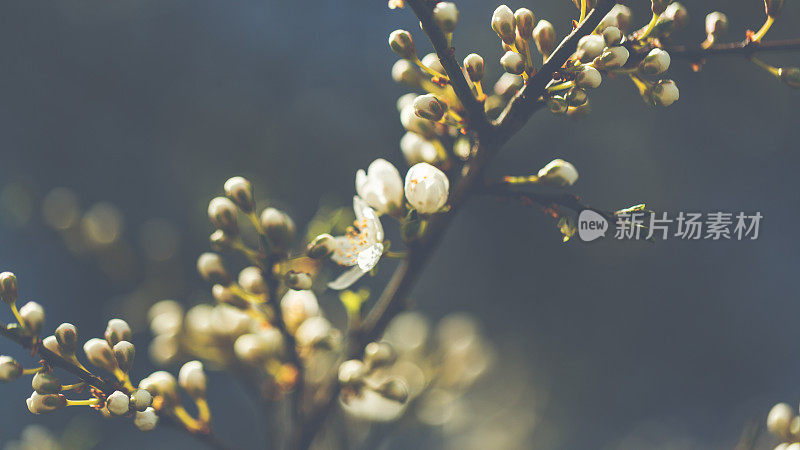 小白黑刺李花在阳光明媚的春天盛开