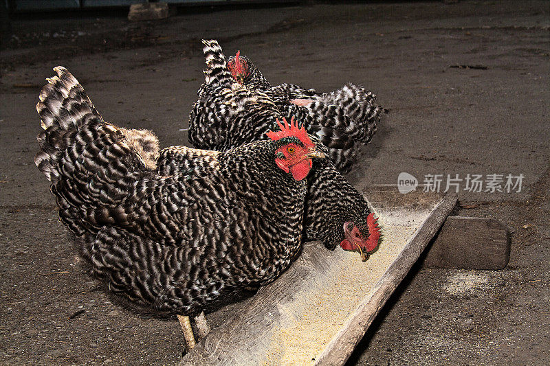禁止普利茅斯岩鸡在室外饲养