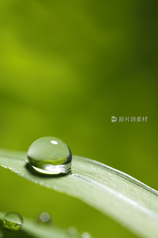 带雨滴的叶子