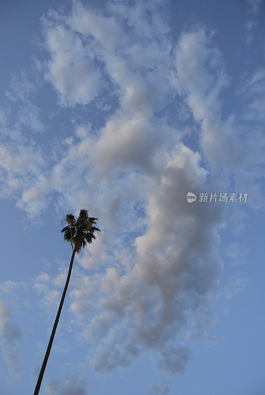 Palm和云