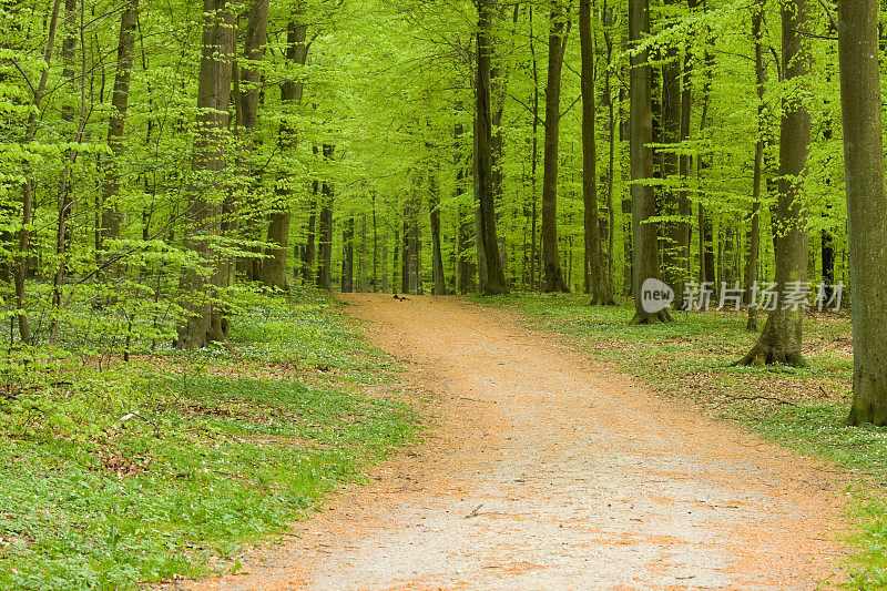 绕组森林道路